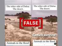Video of camels in a desert flood unrelated to Dubai floods