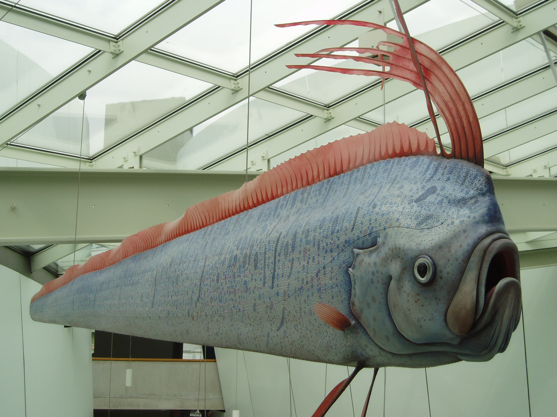 Oarfish as a precursor to natural disasters: Myth or fact?