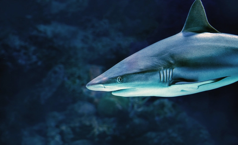 False: The megalodon was spotted off the coast of South Africa in 1942.