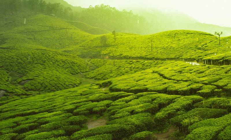 True: West Bengal ranks number one in tea productivity.