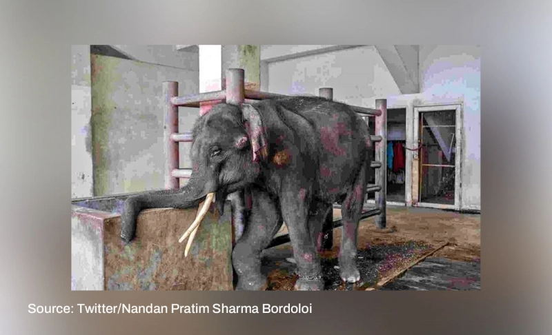 False: Photo shows Assamese elephant Joymala subjected to ill-treatment in Tamil Nadu.