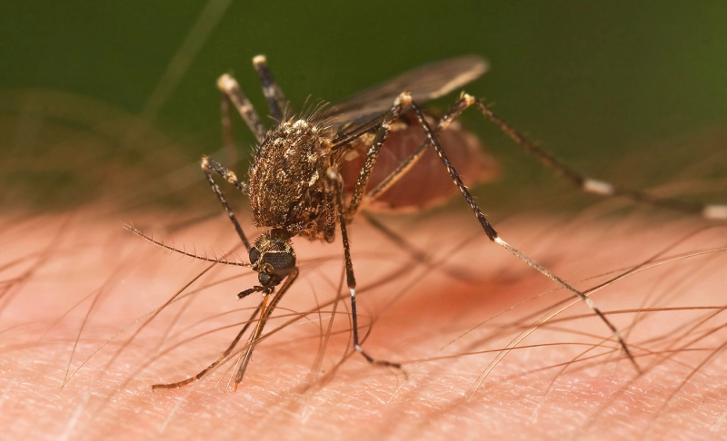 False: Bill Gates' genetically modified mosquitoes are responsible for mosquito-borne viruses in Florida and are part of the next planned pandemic.