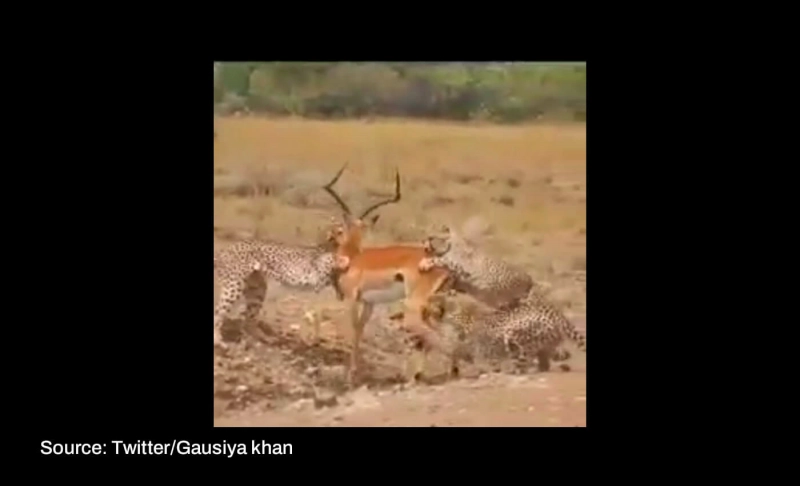 False: Cheetahs brought from Namibia have hunted down about 200 deers at Kuno National Park in Madhya Pradesh.