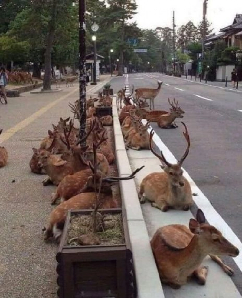 False: A herd of deer is lounging on an empty Ooty-Coimbatore road after COVID-19 lockdown.