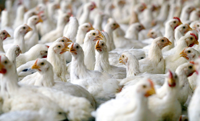 True: China reports the first case of H10N3 avian influenza in humans.