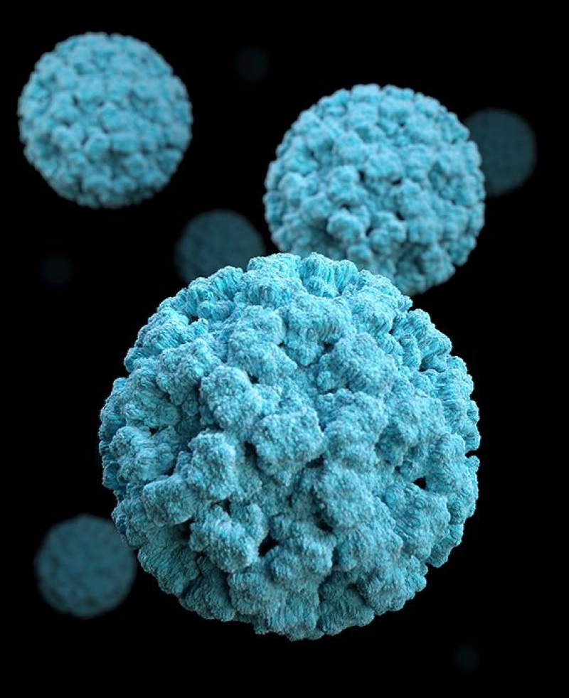 False: The coronavirus will disappear by June 24, 2020.