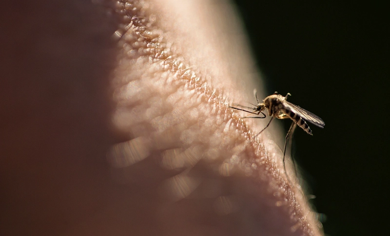 False: Governments are using nanotechnology to create mosquitoes and spread disease.