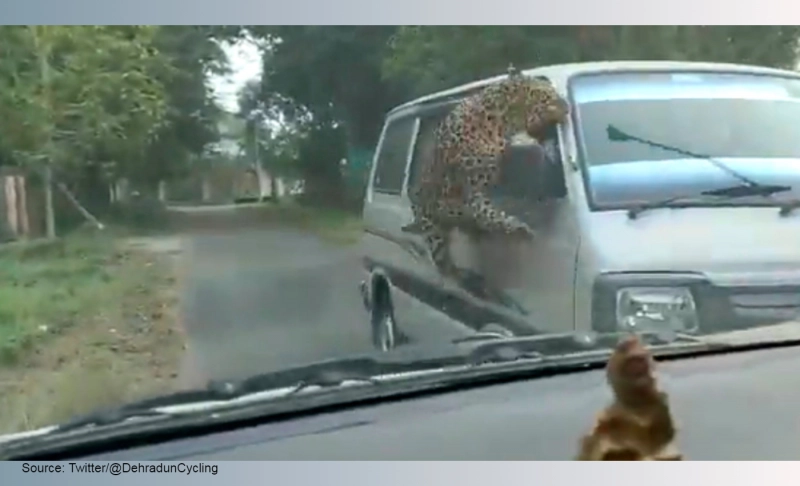 Misleading: Video shows a leopard attack at the Forest Research Institute in Dehradun.