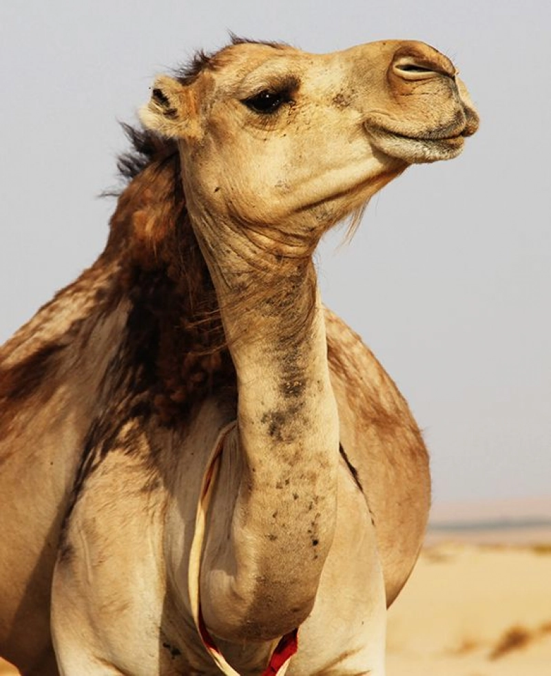 Misleading: The Australian Government shot 5,000 feral camels for drinking too much water.