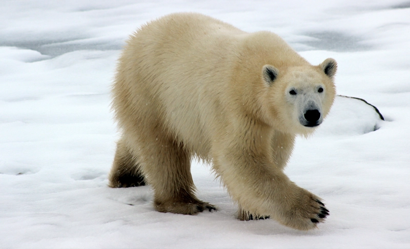 Misleading: Polar Bear populations have increased.