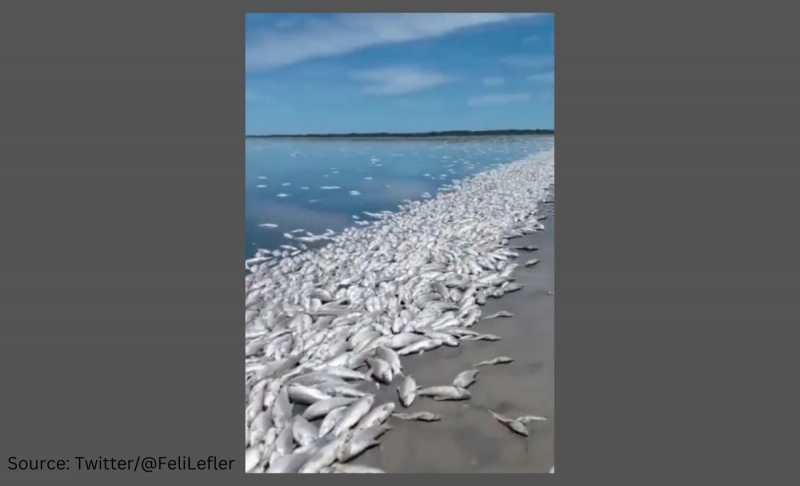 False: A video shows thousands of fish dead on a shore after a train carrying chemicals derailed in Ohio.