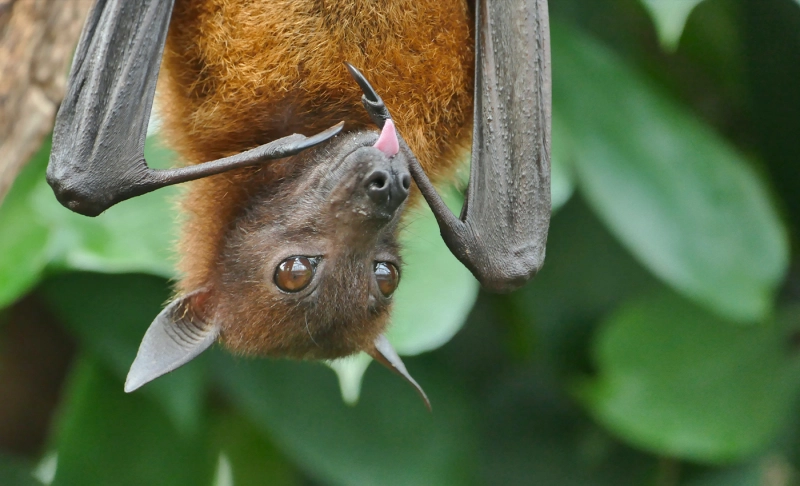 False: Coronavirus always comes from a bat.