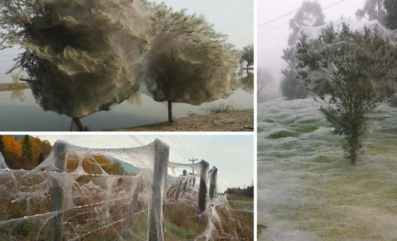 Partly_True: These images show spider season in Australia.