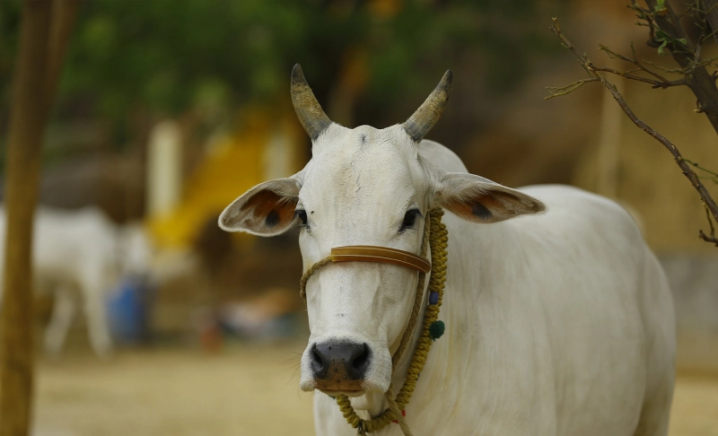 False: The Indian government has asked people to drink cow urine instead of taking the vaccine.
