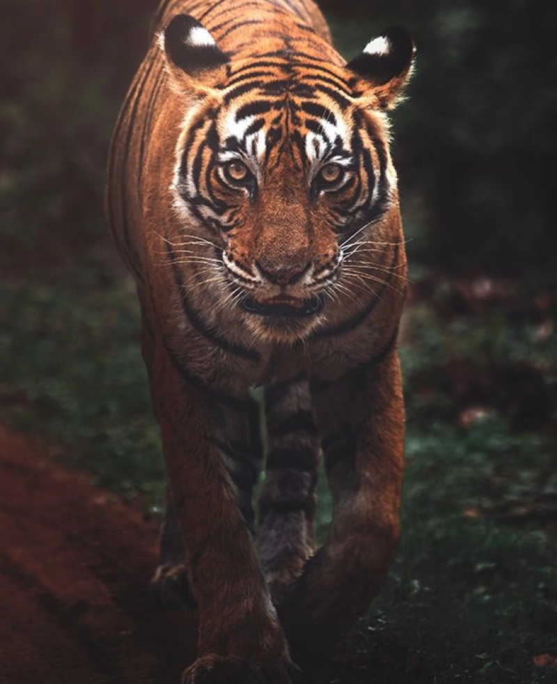 Partly_True: The number of captive tigers in Europe and the United States is more than double the number left in the wild.