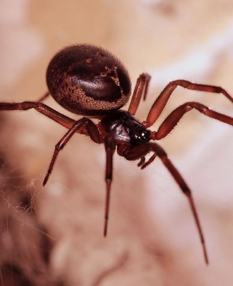True: False widow spiders are one of 15 spider species living in the UK which can bite humans.