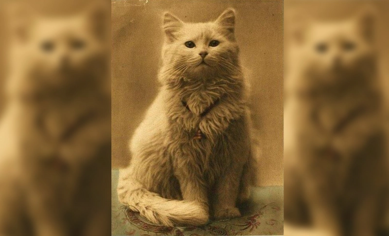 False: This is the first-ever cat photo.