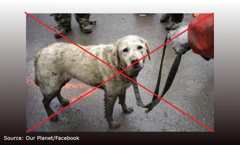 False: This is an image of a rescue dog in Turkey after it saved 10 lives following the February 6 earthquake.
