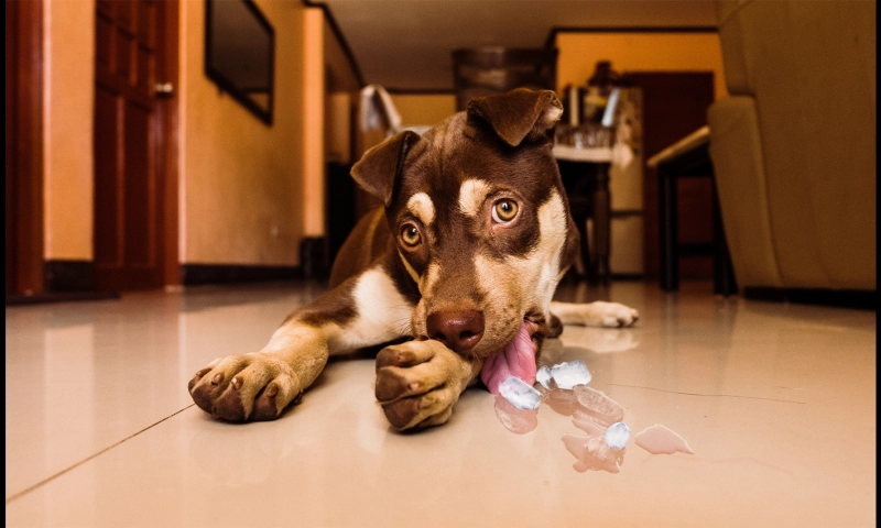 False: Giving dogs ice cubes to ward off the effects of extreme heat is dangerous.