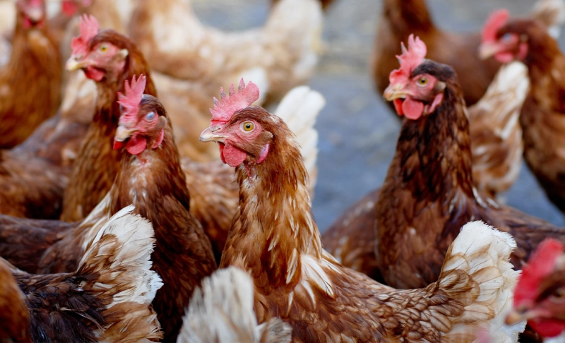 True: Lockdown-hit poultry farmers in Haryana are burying the birds alive.