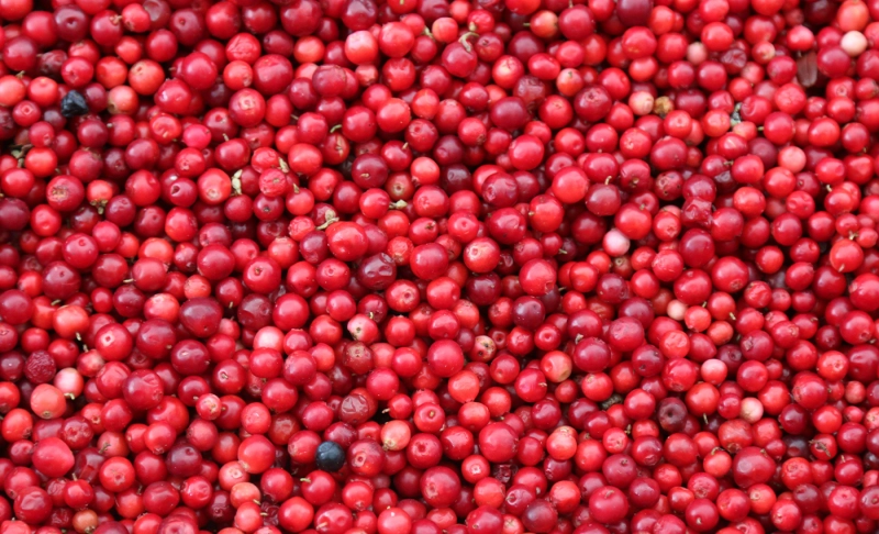 False: Cranberry can prevent pneumonia caused by COVID-19.