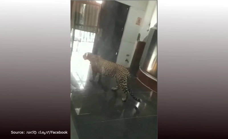 False: A leopard was spotted inside Mysore's CFTRI building in January 2023.