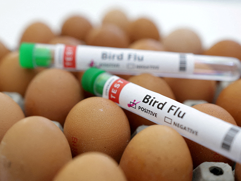 What are the facts about the avian influenza cases in the U.S.? 
